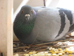 birds-pigeon4.jpg